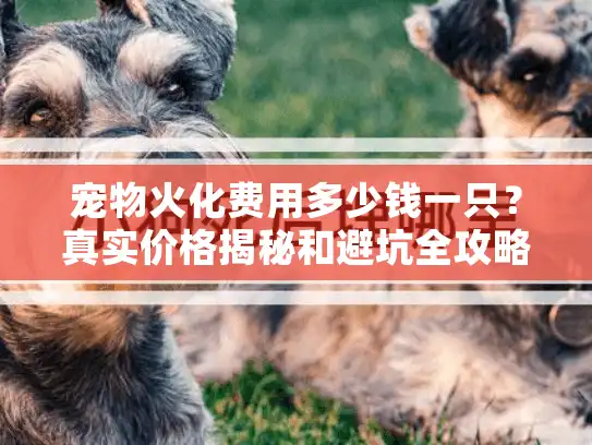 宠物火化费用多少钱一只？真实价格揭秘和避坑全攻略