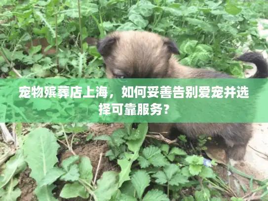 宠物殡葬店上海，如何妥善告别爱宠并选择可靠服务？