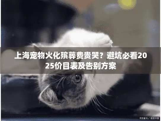 上海宠物火化殡葬费贵哭？避坑必看2025价目表及告别方案