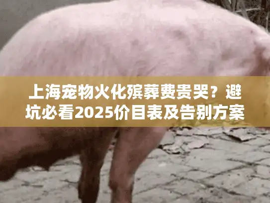 上海宠物火化殡葬费贵哭？避坑必看2025价目表及告别方案