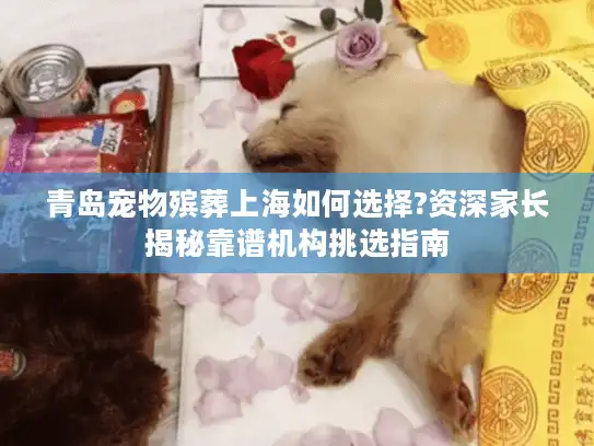 青岛宠物殡葬上海如何选择?资深家长揭秘靠谱机构挑选指南