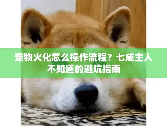 宠物火化怎么操作流程？七成主人不知道的避坑指南