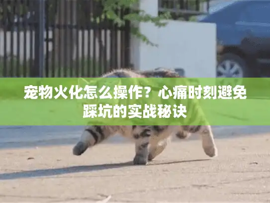 宠物火化怎么操作？心痛时刻避免踩坑的实战秘诀