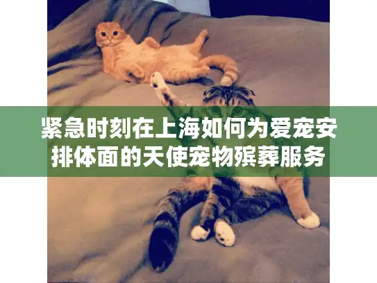 紧急时刻在上海如何为爱宠安排体面的天使宠物殡葬服务