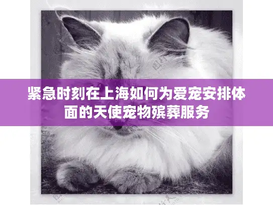 紧急时刻在上海如何为爱宠安排体面的天使宠物殡葬服务
