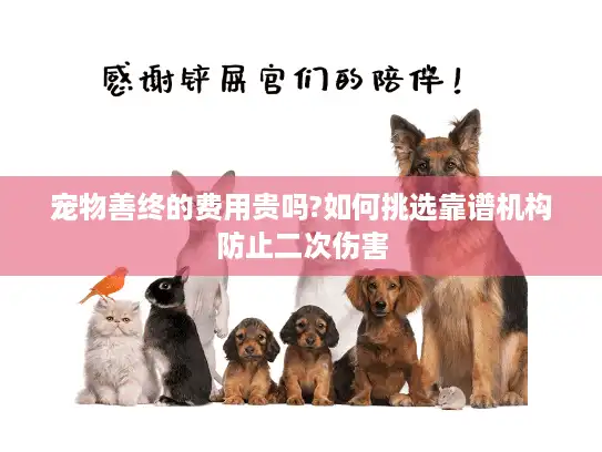 宠物善终的费用贵吗?如何挑选靠谱机构防止二次伤害