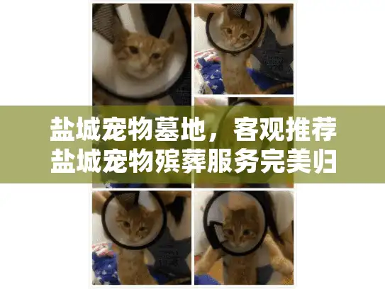 盐城宠物墓地，客观推荐盐城宠物殡葬服务完美归宿方案