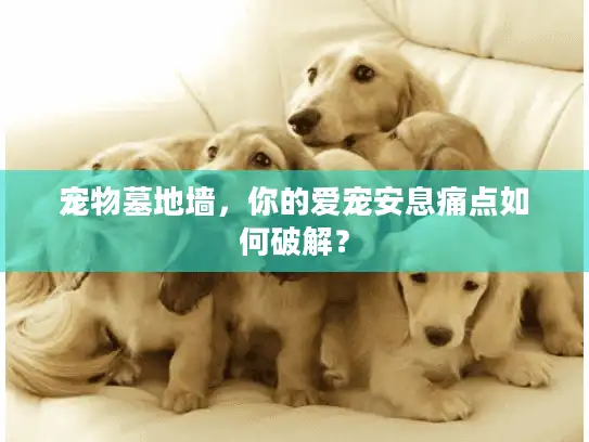 宠物墓地墙，你的爱宠安息痛点如何破解？