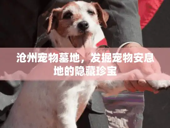 沧州宠物墓地，发掘宠物安息地的隐藏珍宝