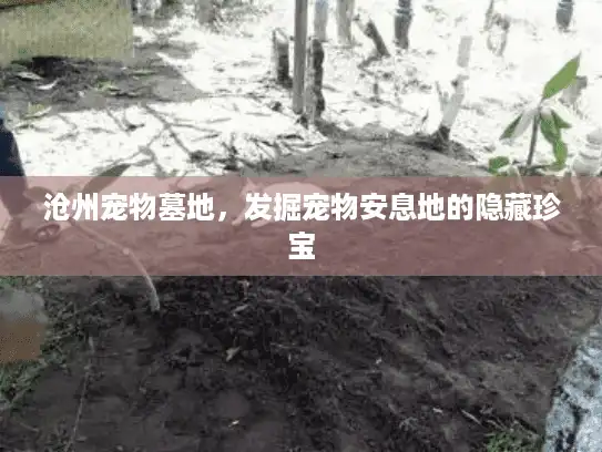 沧州宠物墓地，发掘宠物安息地的隐藏珍宝