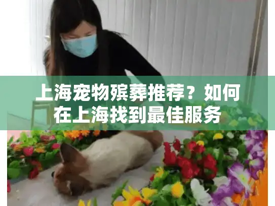 上海宠物殡葬推荐？如何在上海找到最佳服务