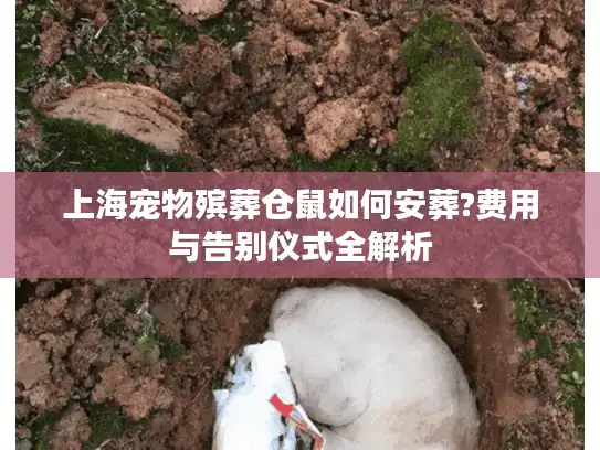 上海宠物殡葬仓鼠如何安葬?费用与告别仪式全解析