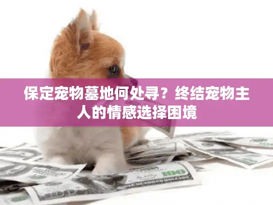 保定宠物墓地何处寻？终结宠物主人的情感选择困境