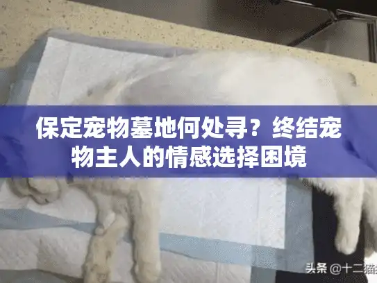 保定宠物墓地何处寻？终结宠物主人的情感选择困境