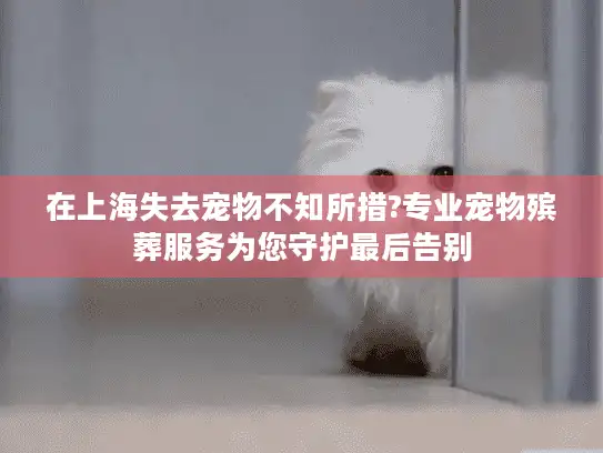 在上海失去宠物不知所措?专业宠物殡葬服务为您守护最后告别