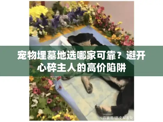 宠物埋墓地选哪家可靠？避开心碎主人的高价陷阱