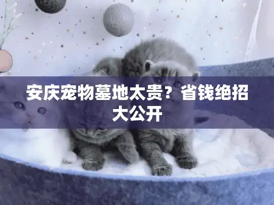 安庆宠物墓地太贵？省钱绝招大公开