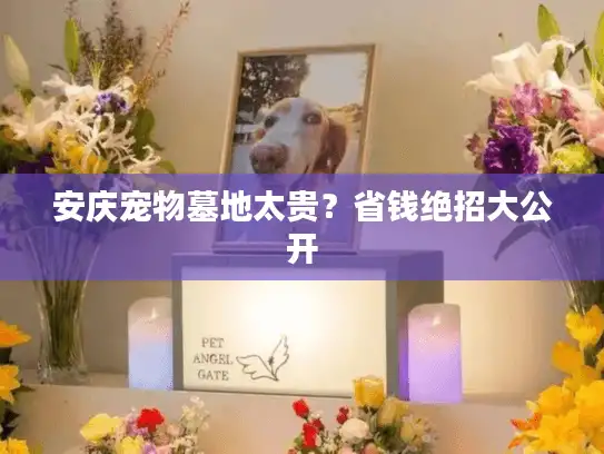 安庆宠物墓地太贵？省钱绝招大公开