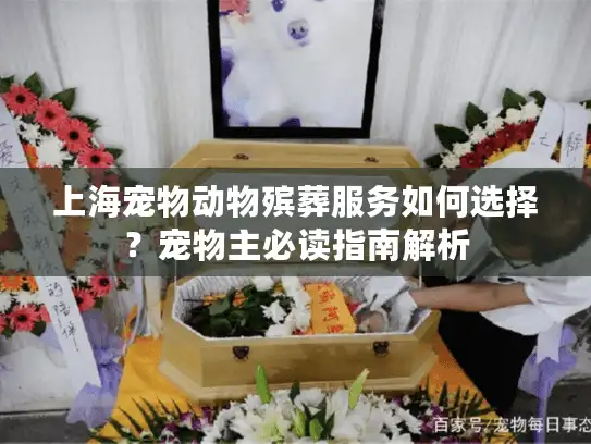 上海宠物动物殡葬服务如何选择？宠物主必读指南解析