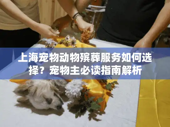 上海宠物动物殡葬服务如何选择？宠物主必读指南解析