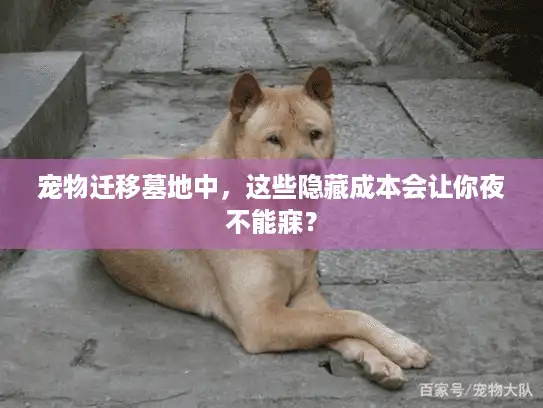 宠物迁移墓地中，这些隐藏成本会让你夜不能寐？