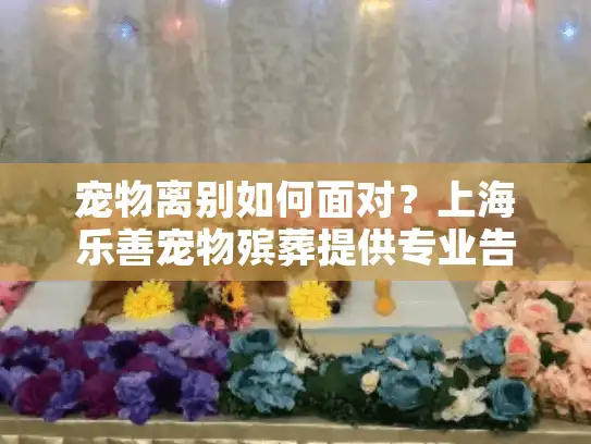 宠物离别如何面对？上海乐善宠物殡葬提供专业告别服务