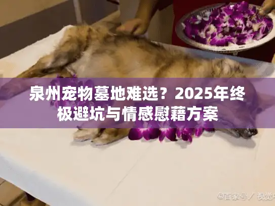 泉州宠物墓地难选？2025年终极避坑与情感慰藉方案