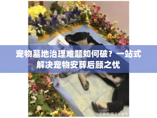宠物墓地治理难题如何破？一站式解决宠物安葬后顾之忧