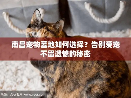 南昌宠物墓地如何选择？告别爱宠不留遗憾的秘密