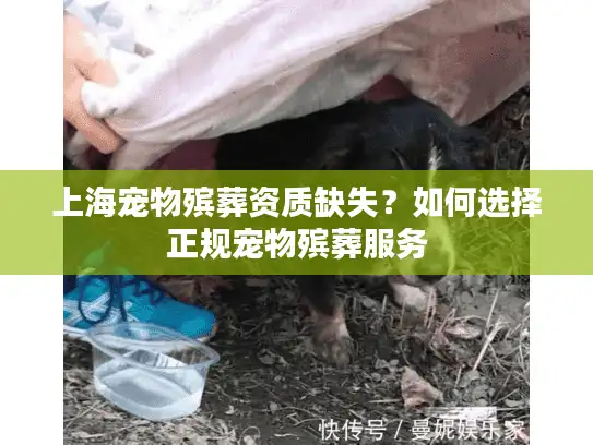 上海宠物殡葬资质缺失？如何选择正规宠物殡葬服务