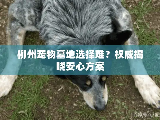 柳州宠物墓地选择难？权威揭晓安心方案