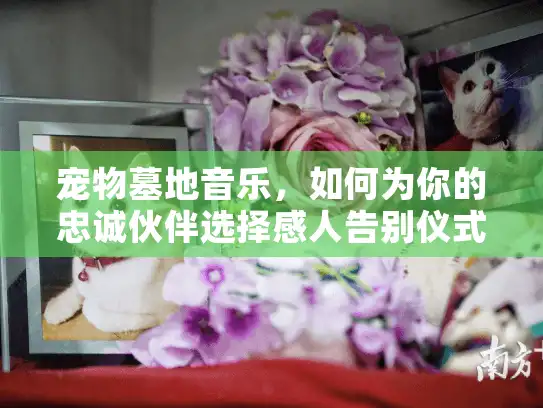 宠物墓地音乐，如何为你的忠诚伙伴选择感人告别仪式？