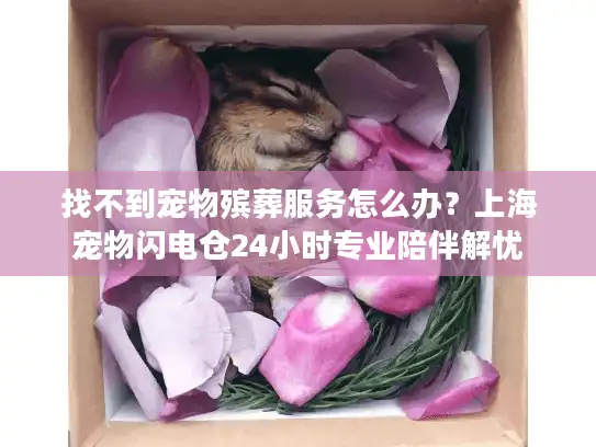 找不到宠物殡葬服务怎么办？上海宠物闪电仓24小时专业陪伴解忧