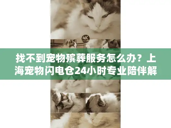 找不到宠物殡葬服务怎么办？上海宠物闪电仓24小时专业陪伴解忧