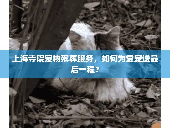 上海寺院宠物殡葬服务，如何为爱宠送最后一程？