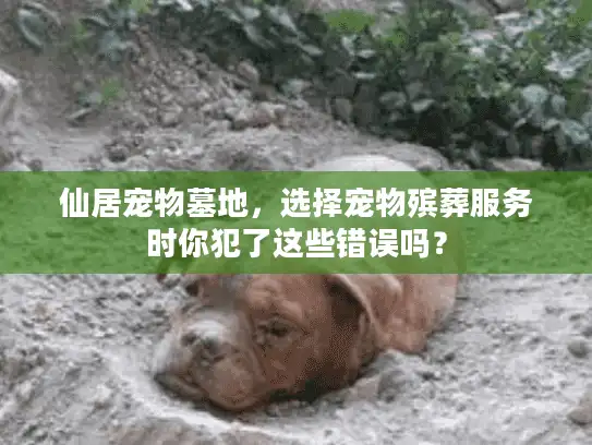 仙居宠物墓地，选择宠物殡葬服务时你犯了这些错误吗？