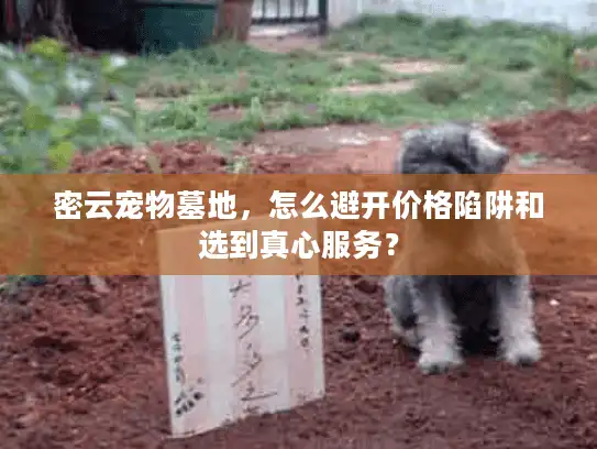 密云宠物墓地，怎么避开价格陷阱和选到真心服务？