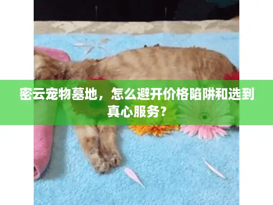 密云宠物墓地，怎么避开价格陷阱和选到真心服务？