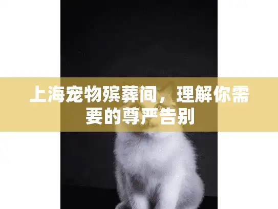 上海宠物殡葬间，理解你需要的尊严告别