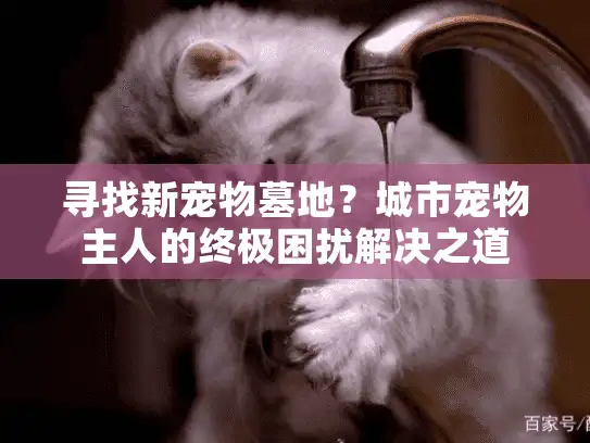 寻找新宠物墓地？城市宠物主人的终极困扰解决之道
