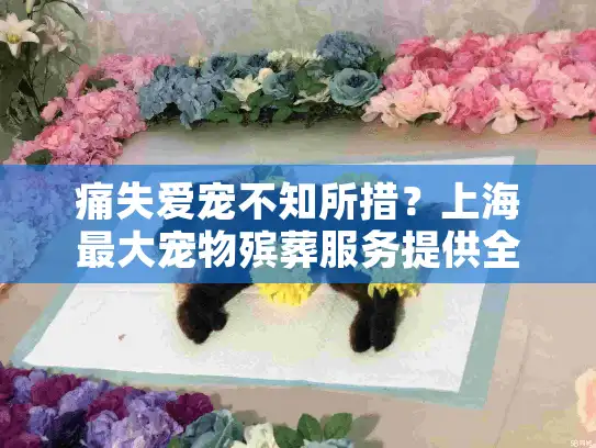 痛失爱宠不知所措？上海最大宠物殡葬服务提供全流程暖心告别方案