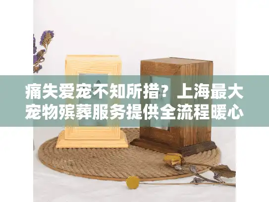 痛失爱宠不知所措？上海最大宠物殡葬服务提供全流程暖心告别方案