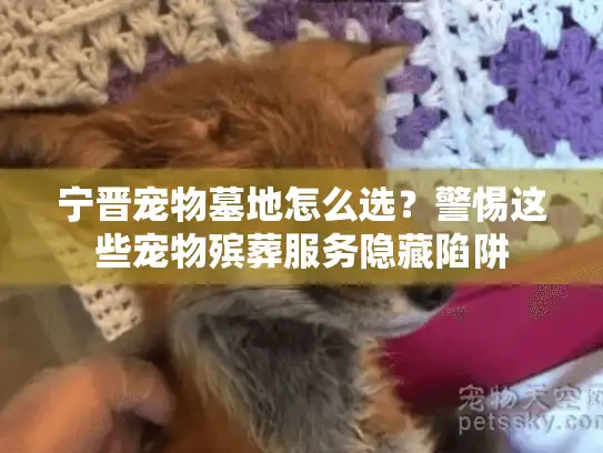 宁晋宠物墓地怎么选？警惕这些宠物殡葬服务隐藏陷阱
