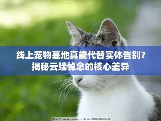 线上宠物墓地真能代替实体告别？揭秘云端悼念的核心差异