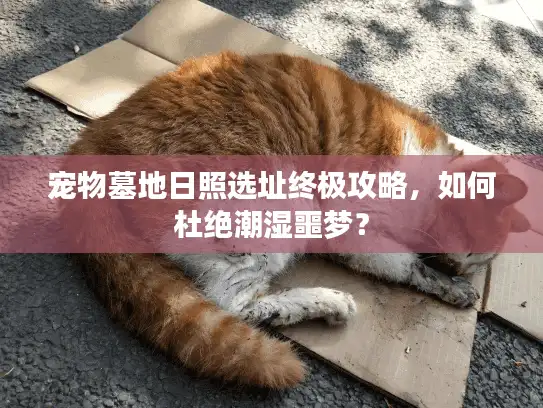 宠物墓地日照选址终极攻略，如何杜绝潮湿噩梦？