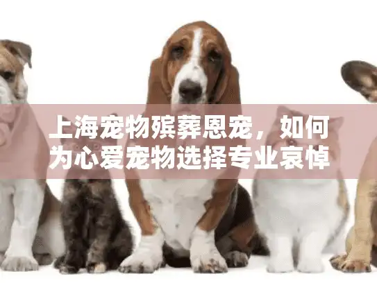 上海宠物殡葬恩宠，如何为心爱宠物选择专业哀悼服务？