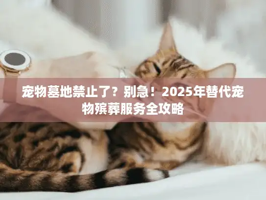 宠物墓地禁止了？别急！2025年替代宠物殡葬服务全攻略