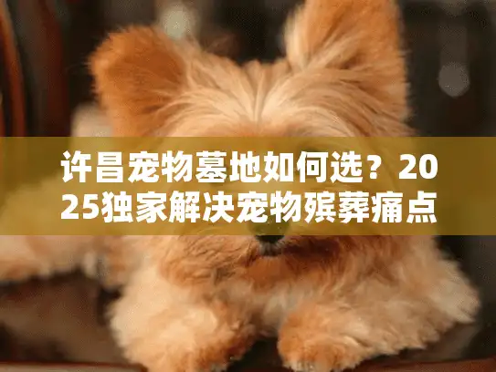 许昌宠物墓地如何选？2025独家解决宠物殡葬痛点指南