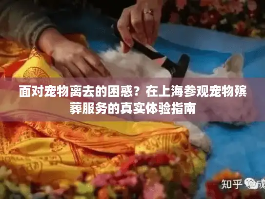 面对宠物离去的困惑？在上海参观宠物殡葬服务的真实体验指南