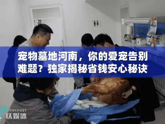 宠物墓地河南，你的爱宠告别难题？独家揭秘省钱安心秘诀